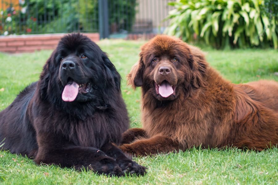 foto mascotas